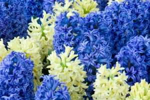 Sümbül / Hyacinthus Orientalis