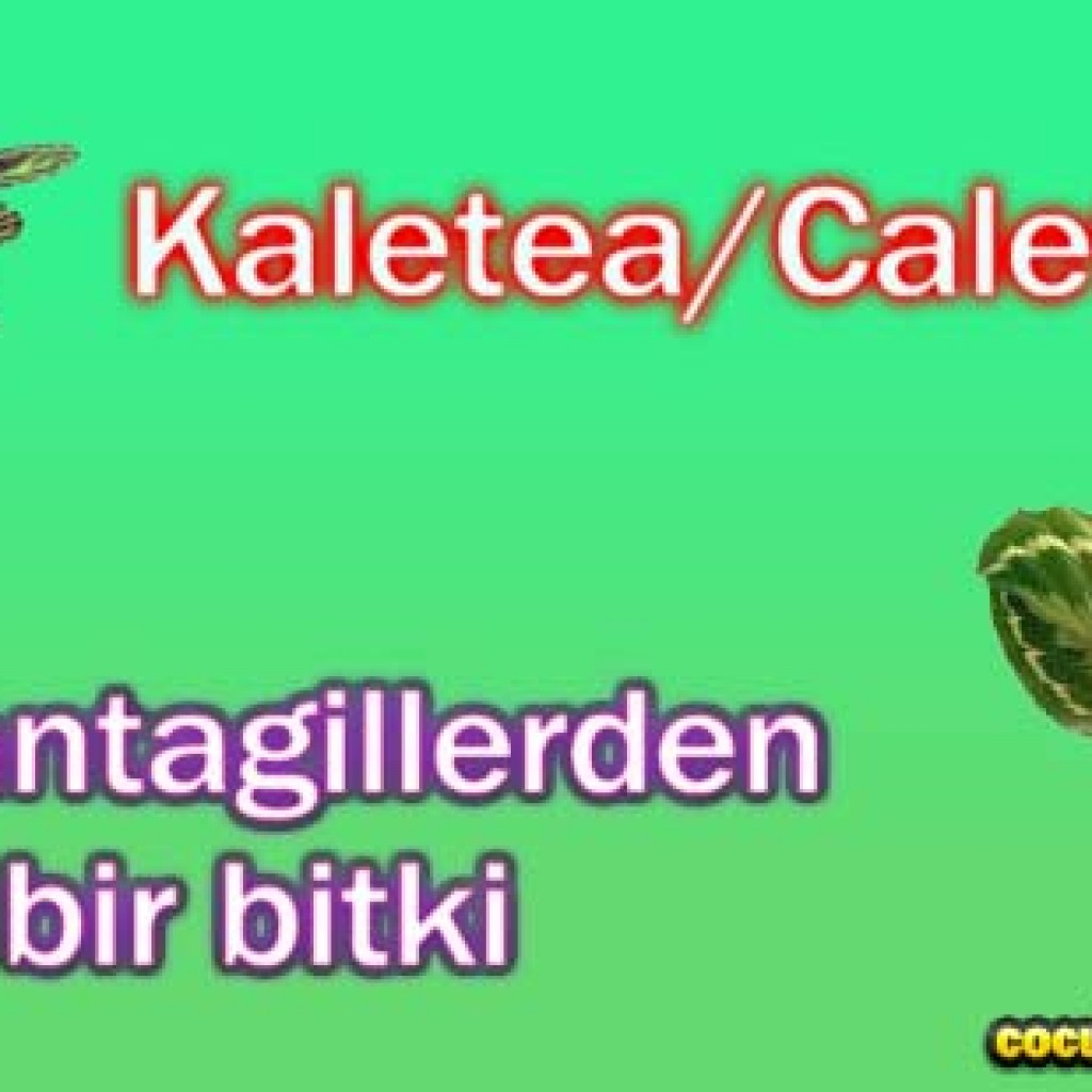 Kaletea/Calethea Kaletea/Calethea
