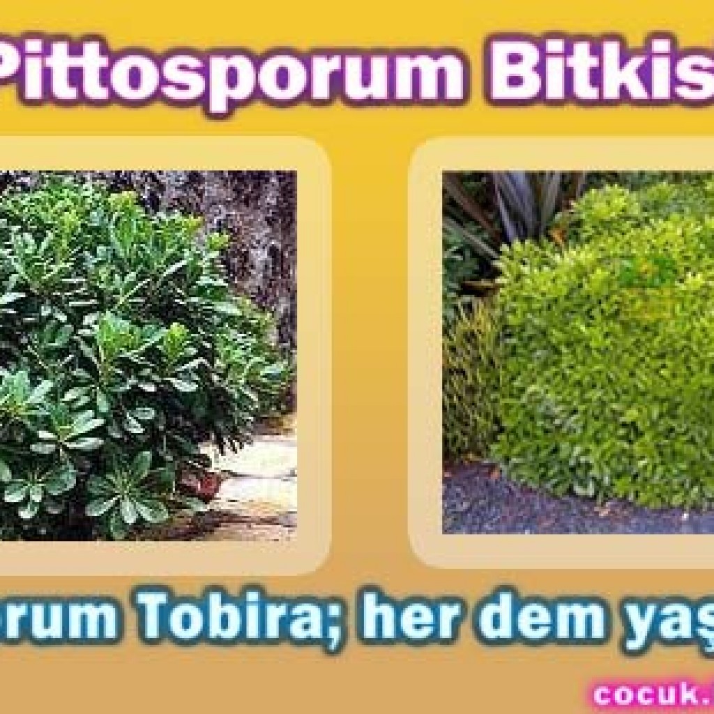 Pittosporum Bitkisi Pittosporum Bitkisi