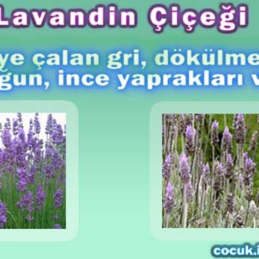 Lavandin Çiçeği