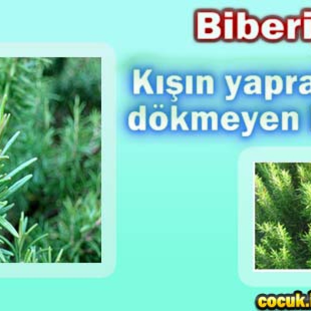 Biberiye Biberiye