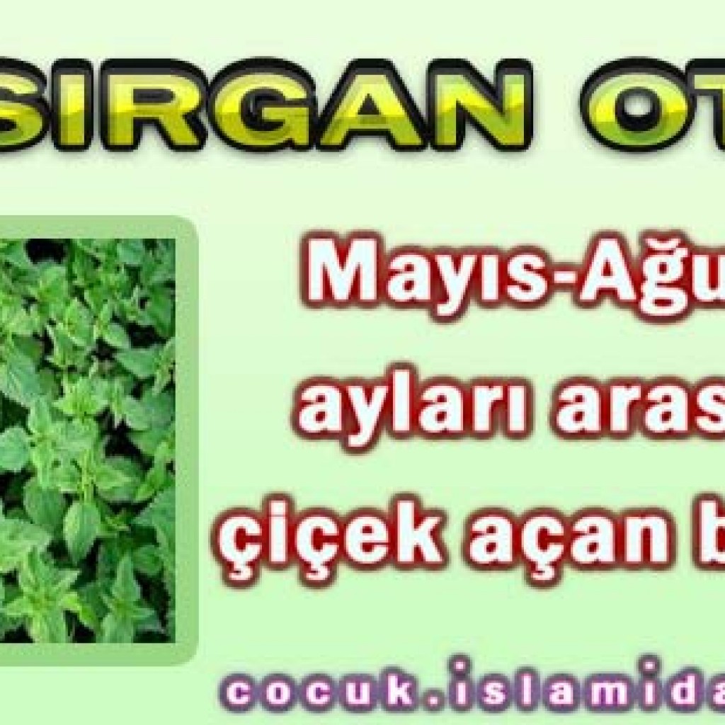 Isırgan Otu Isırgan Otu