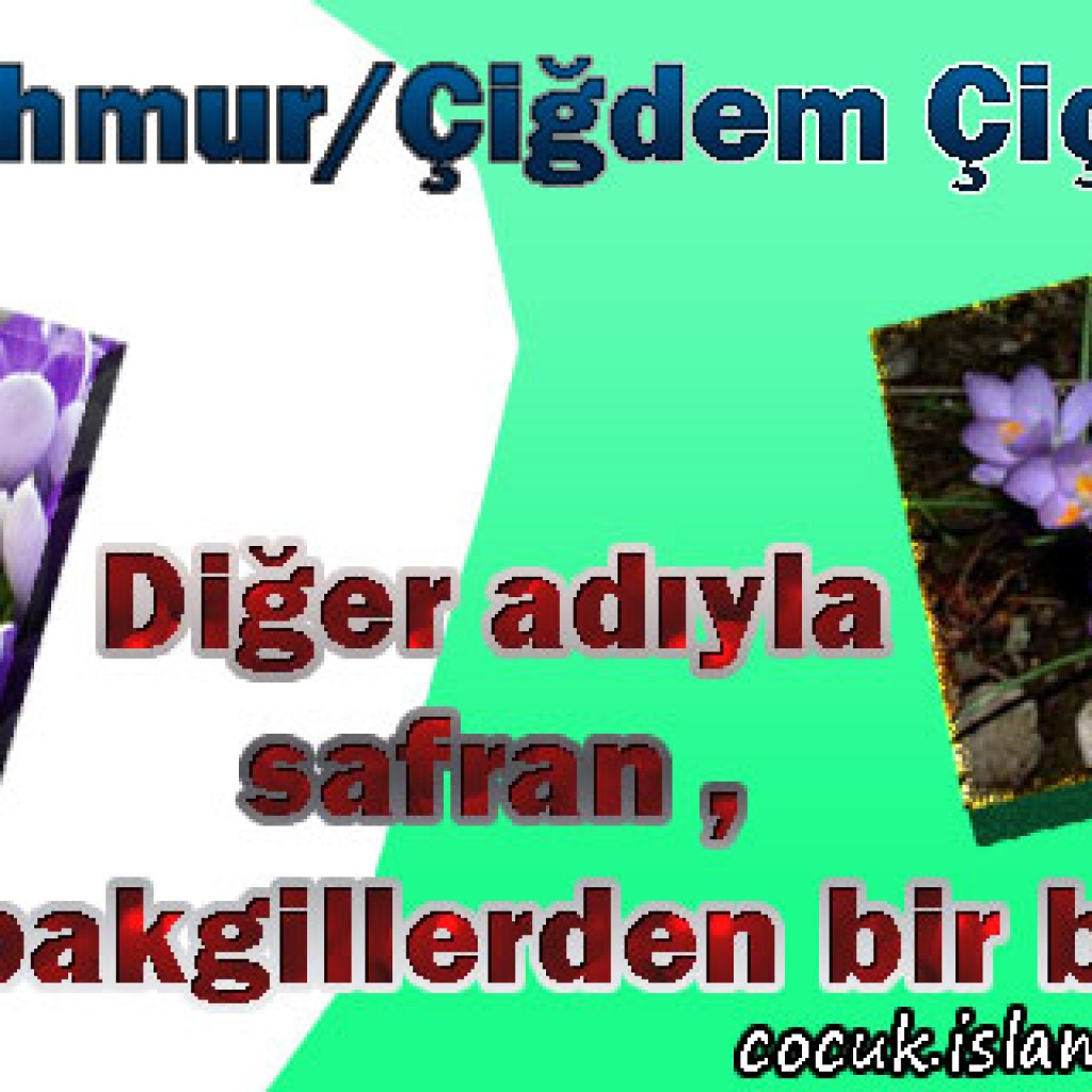 Mahmur/Çiğdem Çiçeği Mahmur/Çiğdem Çiçeği