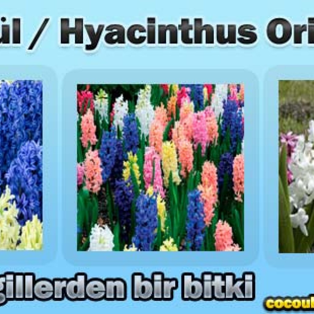 Sümbül / Hyacinthus Orientalis