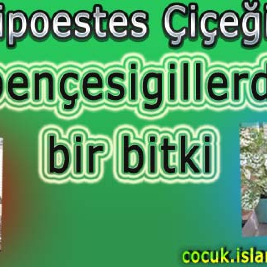 Hipoestes Çiçeği Hipoestes Çiçeği