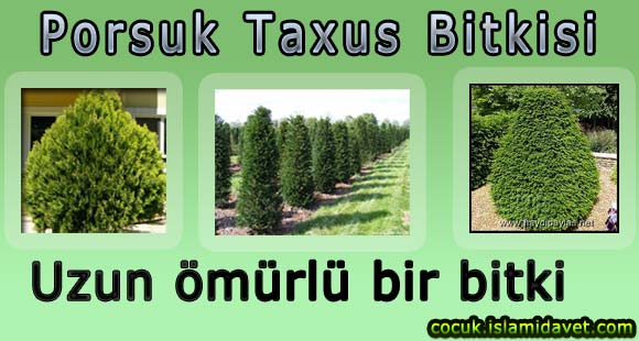 Porsuk Taxus Bitkisi