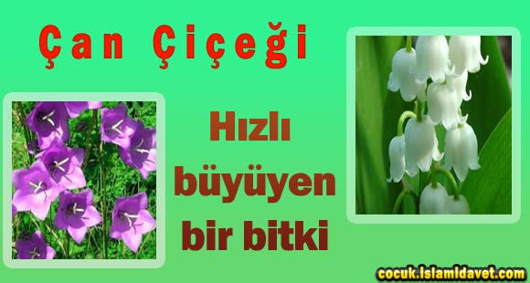 Çan Çiçeği