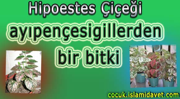 Hipoestes Çiçeği