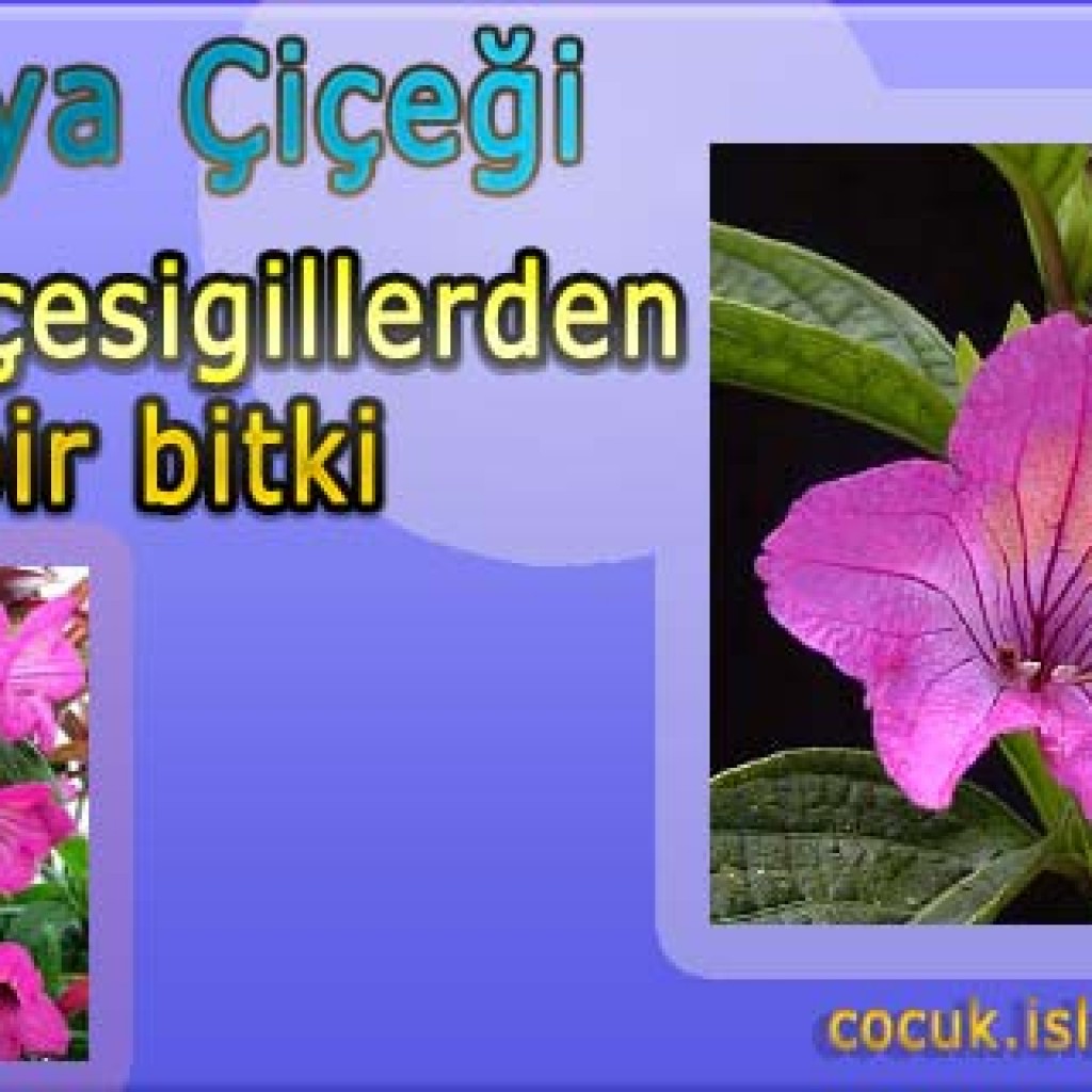Ruelya Çiçeği