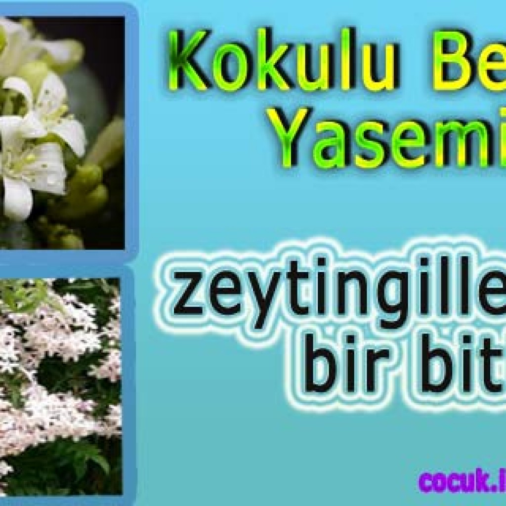 Kokulu Beyaz Yasemin