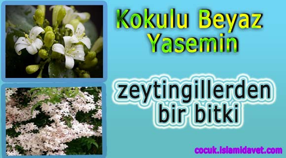 Kokulu Beyaz Yasemin