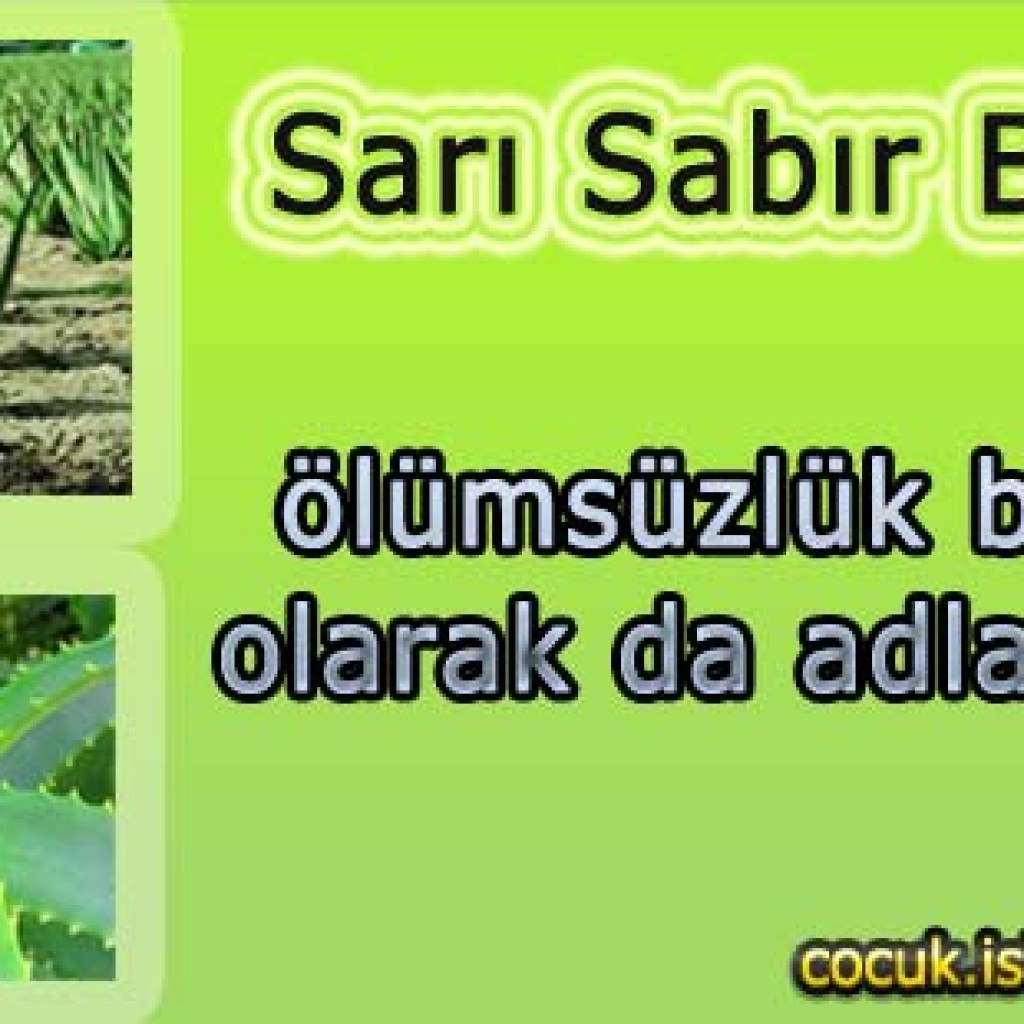 Sarı Sabır Bitkisi