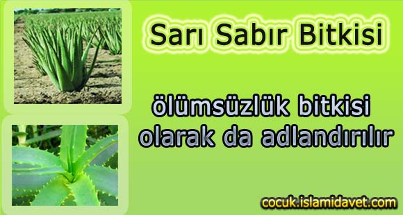 Sarı Sabır Bitkisi