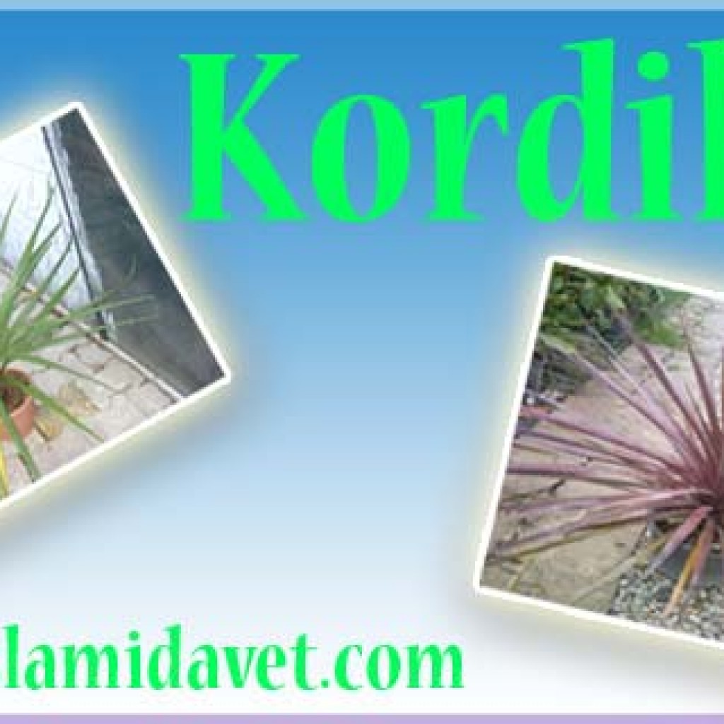 Kordilin Kordilin