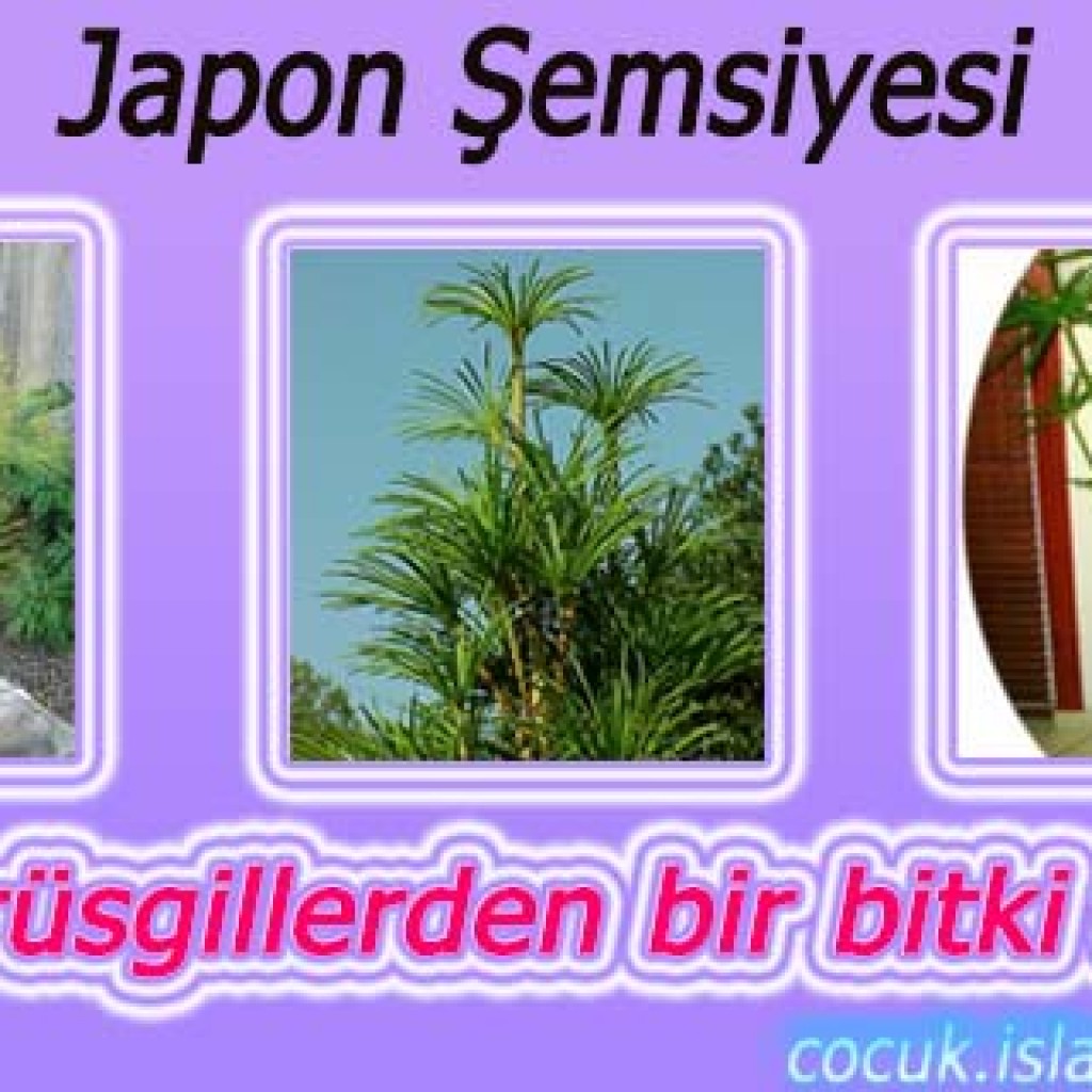 Japon Şemsiyesi Japon Şemsiyesi