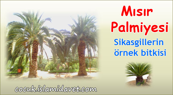 Mısır Palmiyesi Mısır Palmiyesi