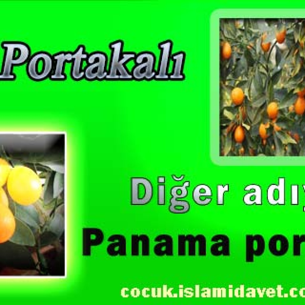 Süs Portakalı Süs Portakalı