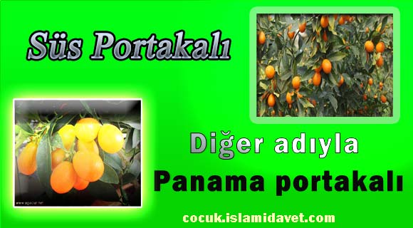 Süs Portakalı