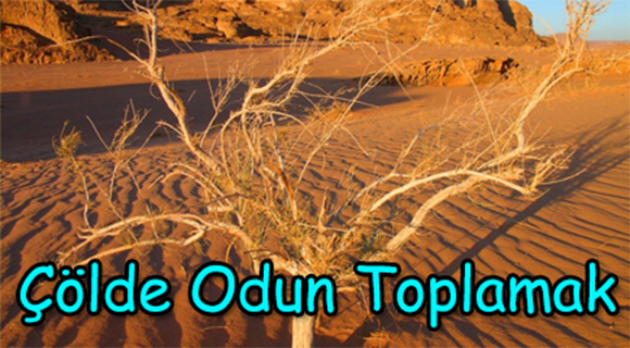 Çölden Odun Toplama
