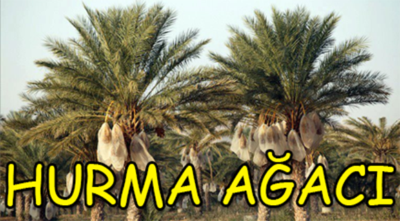Hurma Ağacı