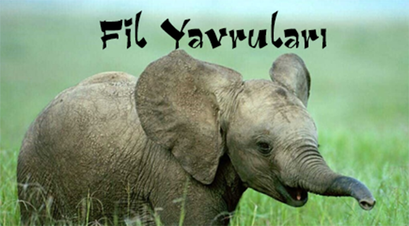 FİL YAVRULARI