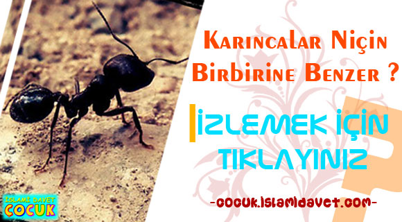 Karıncalar Niçin Birbirine Benzer?