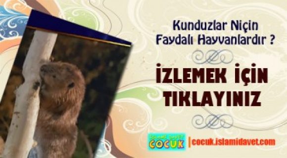 Kunduzlar Niçin Faydalı Hayvanlardır?